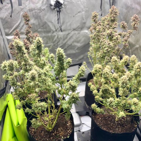 1st Grow growlog photo: Water flush