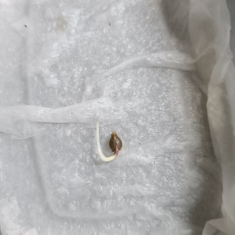 Cheese GB growlog timeline photo