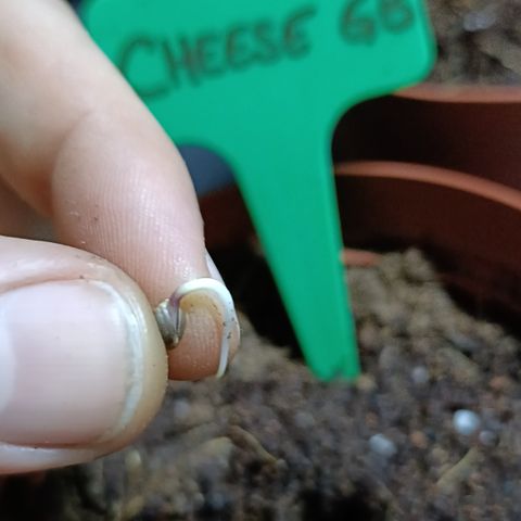 Cheese GB growlog timeline photo