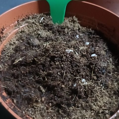 Cheese GB growlog timeline photo