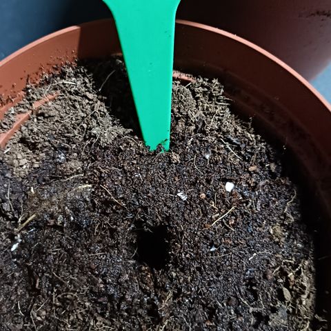 Cheese GB growlog timeline photo