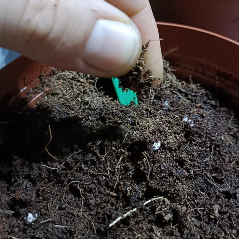 Cheese GB growlog timeline photo