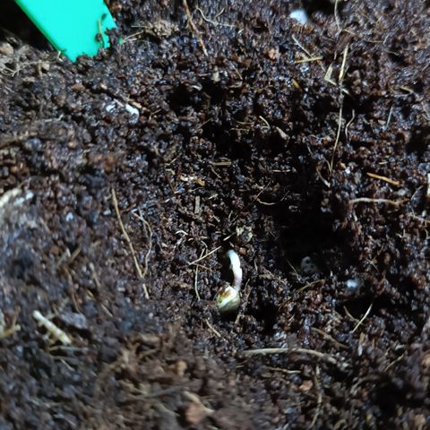Cheese GB growlog timeline photo