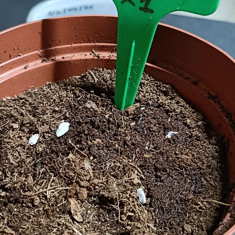 Sweet Amnesia Haze XXL Auto #1 growlog timeline photo