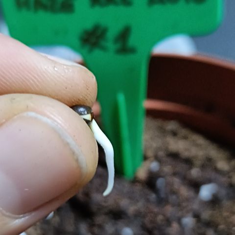 Sweet Amnesia Haze XXL Auto #1 growlog timeline photo