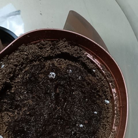 Sweet Amnesia Haze XXL Auto #2 growlog photo: Plantación semilla, regar sustrato antes de siembra para evitar movimientos de la semilla dentro del sustrato o apelmazamiento