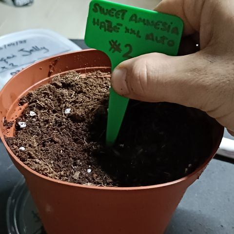 Sweet Amnesia Haze XXL Auto #2 growlog photo: Plantación semilla, regar sustrato antes de siembra para evitar movimientos de la semilla dentro del sustrato o apelmazamiento
