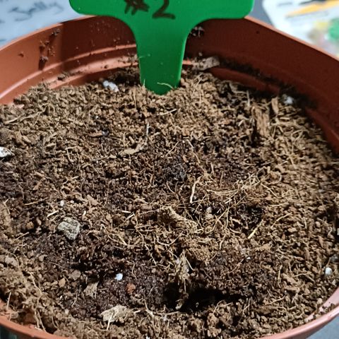 Sweet Amnesia Haze XXL Auto #2 growlog photo: Plantación semilla, regar sustrato antes de siembra para evitar movimientos de la semilla dentro del sustrato o apelmazamiento