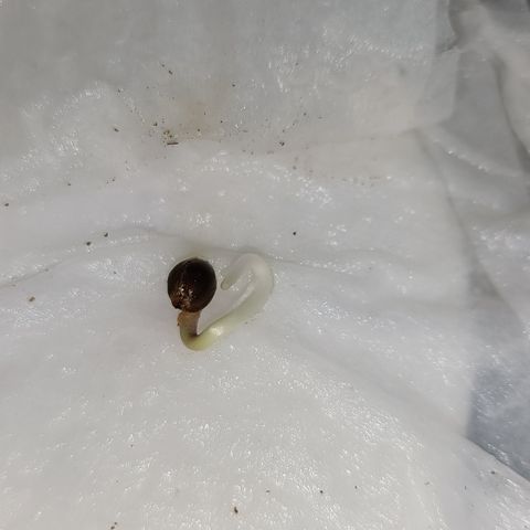 Sweet Amnesia Haze XXL Auto #2 growlog photo: Plantación semilla, regar sustrato antes de siembra para evitar movimientos de la semilla dentro del sustrato o apelmazamiento
