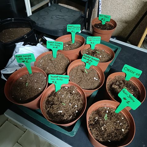 Cheese GB growlog photo: 🌱🌱🌱🌱