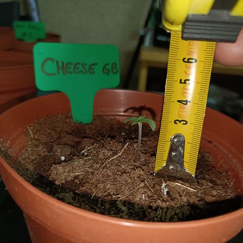 Cheese GB growlog photo: 3cm