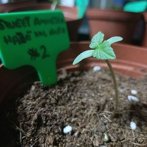 Sweet Amnesia Haze XXL Auto #2 growlog photo: Etapa de plántula, 4,5cm