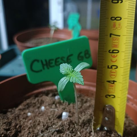 Cheese GB growlog photo: Plántula, 5cm