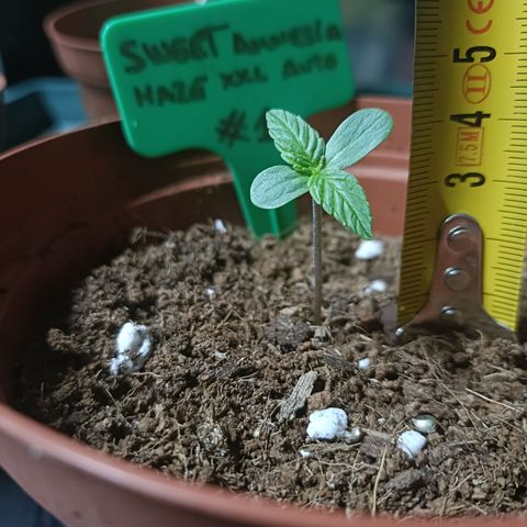 Sweet Amnesia Haze XXL Auto #1 growlog photo: 4cm