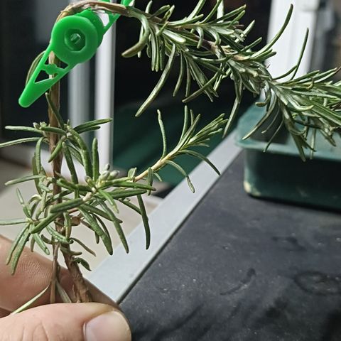Cheese GB growlog photo: Clips o pinzas para tutorar, facilidad en el manejo del LST, deja de atar y de estrangular la planta, con estos clipstal vez conseguiremos guiar la planta en ángulos casi perfectos. A ver qué tal funcionan!