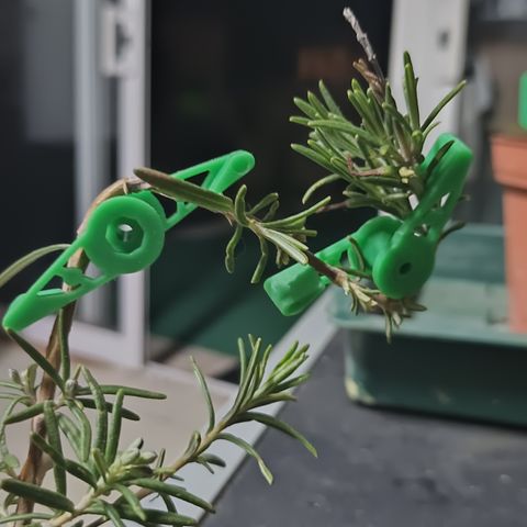Cheese GB growlog photo: Clips o pinzas para tutorar, facilidad en el manejo del LST, deja de atar y de estrangular la planta, con estos clipstal vez conseguiremos guiar la planta en ángulos casi perfectos. A ver qué tal funcionan!