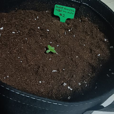 Sweet Amnesia Haze XXL Auto #2 growlog photo: MACETA DE TELA DE 30L