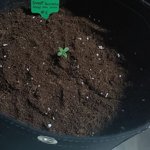 Sweet Amnesia Haze XXL Auto #1 growlog photo: MACETA DE TELA DE 30L