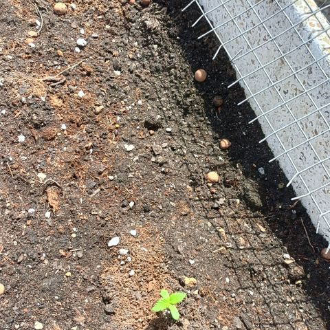 Cheese GB growlog photo: Maceta 100L