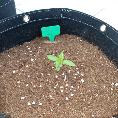 Sweet Amnesia Haze XXL Auto #2 growlog timeline photo