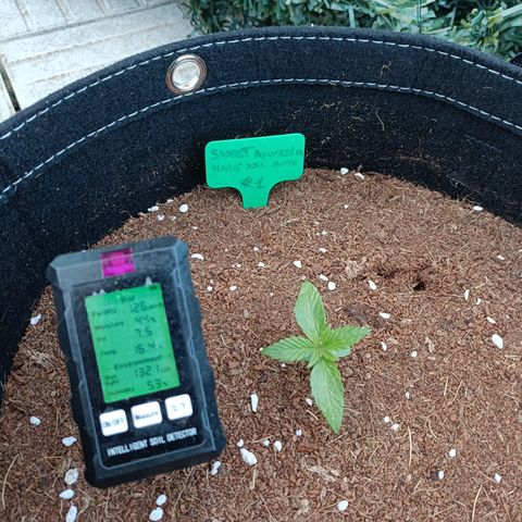 Sweet Amnesia Haze XXL Auto #1 growlog timeline photo