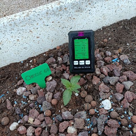 Cheese GB growlog timeline photo