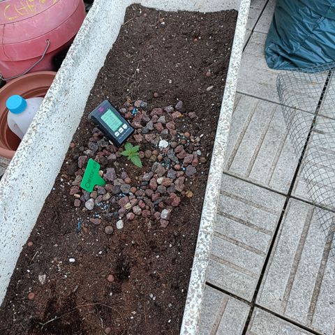 Cheese GB growlog timeline photo