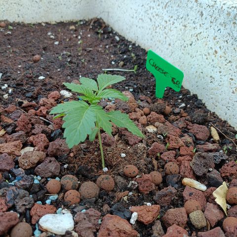 Cheese GB growlog timeline photo