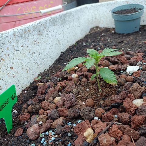 Cheese GB growlog timeline photo