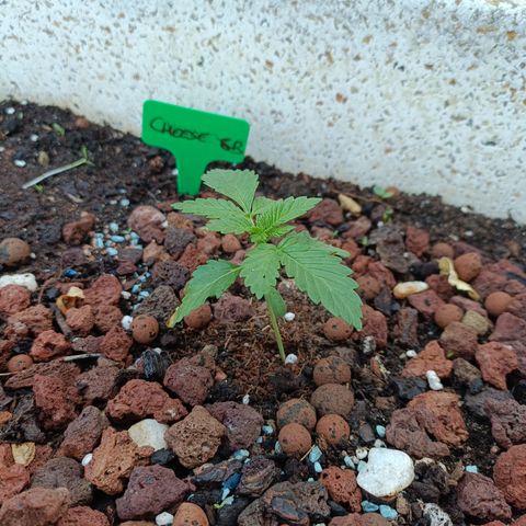 Cheese GB growlog timeline photo