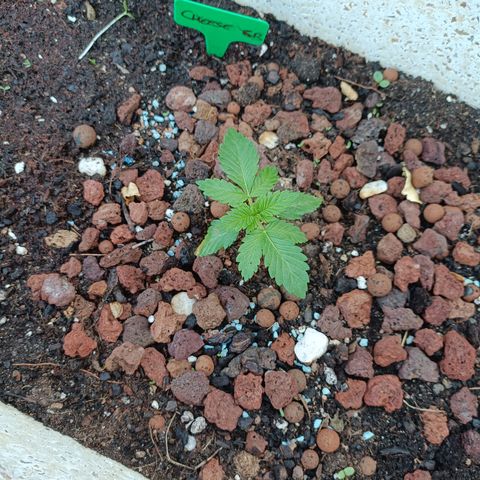 Cheese GB growlog timeline photo
