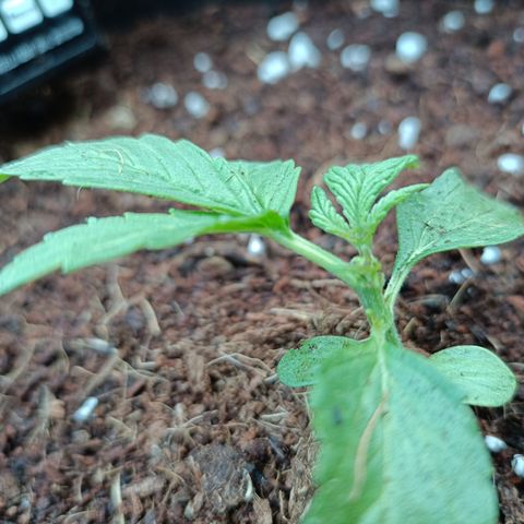Sweet Amnesia Haze XXL Auto #1 growlog photo: Fucking worm eat half part of plant right leaf.