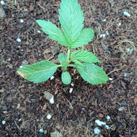 Sweet Amnesia Haze XXL Auto #1 growlog photo: Fucking worm eat half part of plant right leaf.