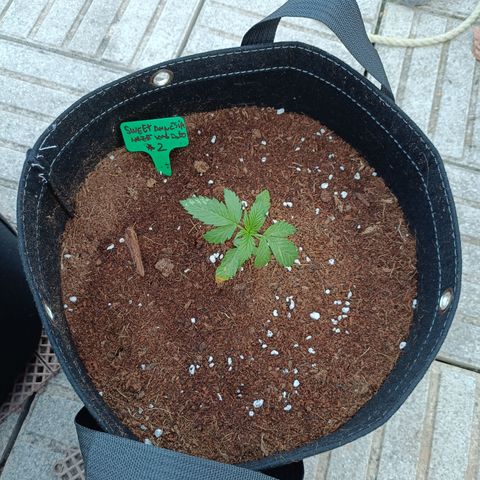 Sweet Amnesia Haze XXL Auto #2 growlog photo: Mosca blanca ataca hojas, y un poco de sobre fertilización 