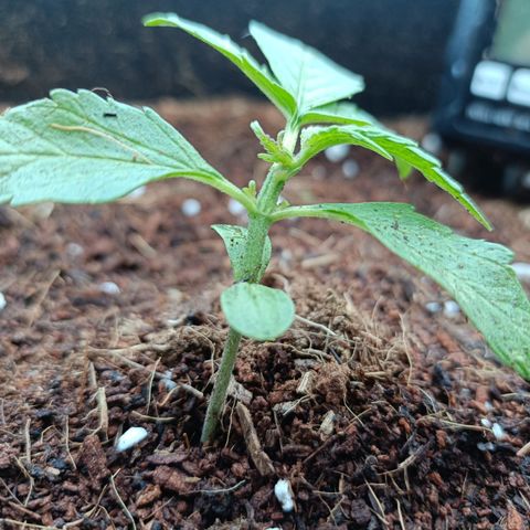 Sweet Amnesia Haze XXL Auto #1 growlog photo: Fucking worm eat half part of plant right leaf.