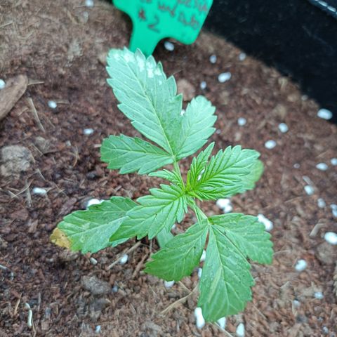 Sweet Amnesia Haze XXL Auto #2 growlog photo: Mosca blanca ataca hojas, y un poco de sobre fertilización 