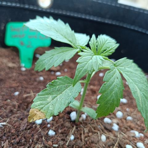 Sweet Amnesia Haze XXL Auto #2 growlog photo: Mosca blanca ataca hojas, y un poco de sobre fertilización 