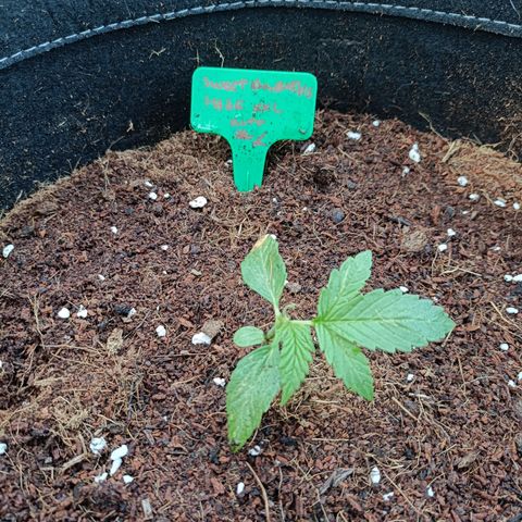 Sweet Amnesia Haze XXL Auto #1 growlog photo: Fucking worm eat half part of plant right leaf.