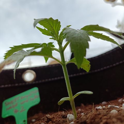 Sweet Amnesia Haze XXL Auto #2 growlog photo: Mosca blanca ataca hojas, y un poco de sobre fertilización 