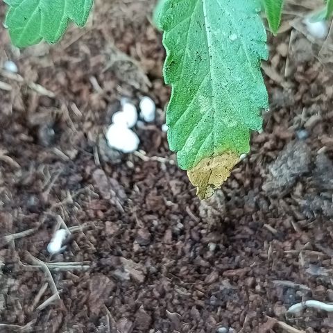 Sweet Amnesia Haze XXL Auto #2 growlog photo: Mosca blanca ataca hojas, y un poco de sobre fertilización 