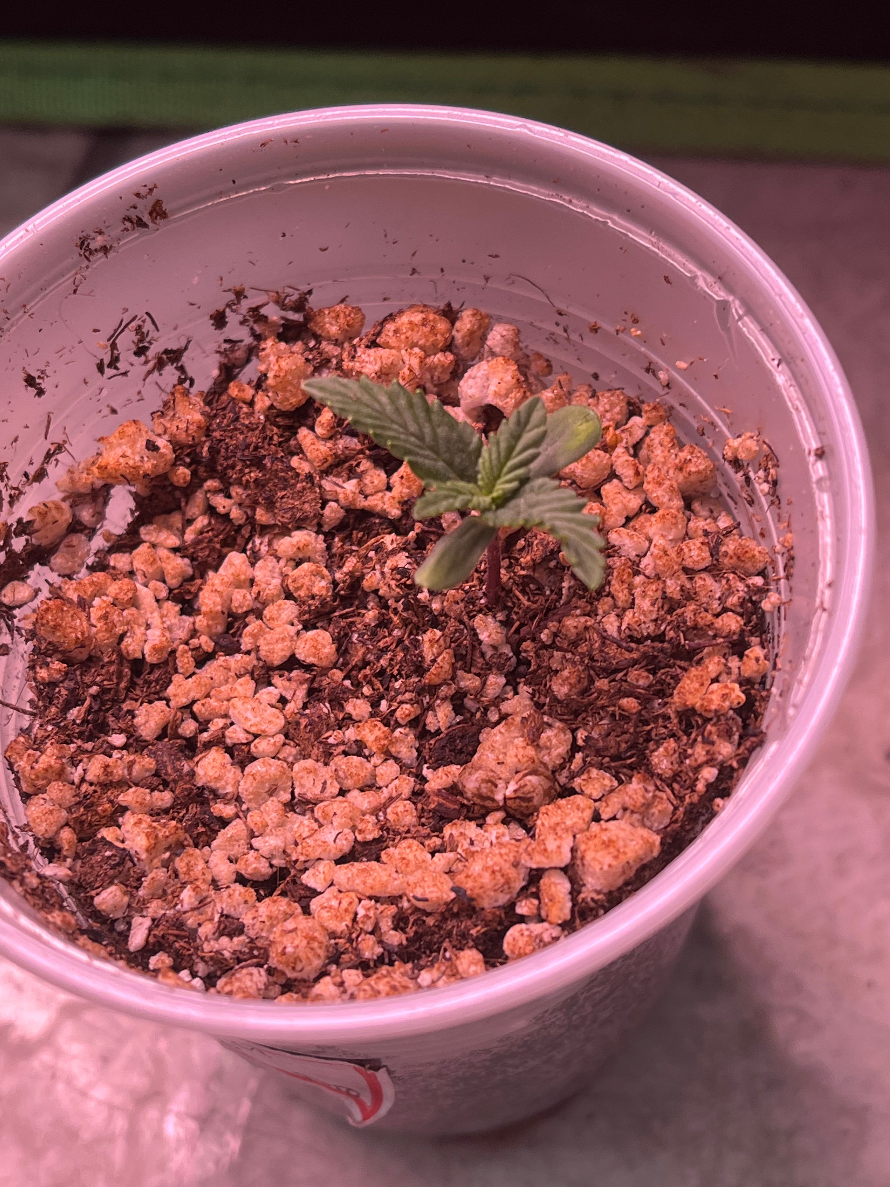 Gorilla Jack growlog header