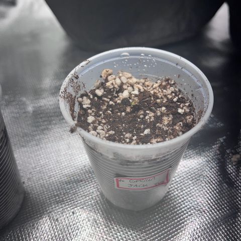Gorilla Jack growlog photo
