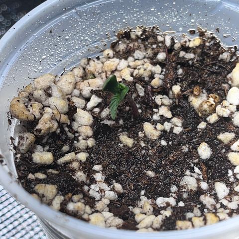 Gorilla Jack growlog photo