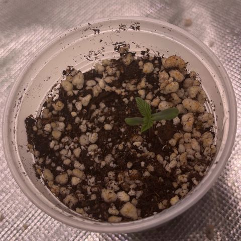 Gorilla Jack growlog photo