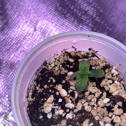 Gorilla Gold growlog timeline photo