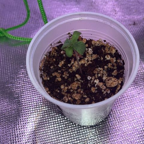 Durban Poison growlog timeline photo