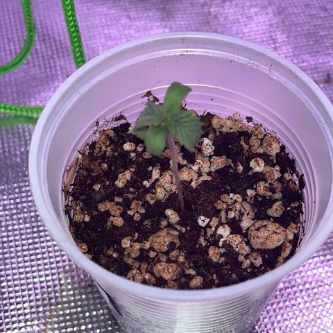 Durban Poison growlog timeline photo