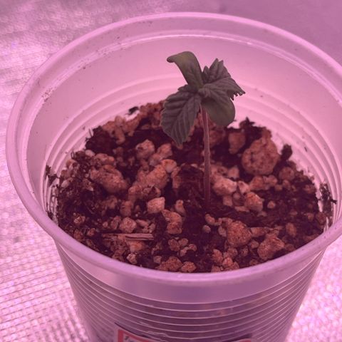 Durban Poison growlog photo: Folhas murchas de novo. 