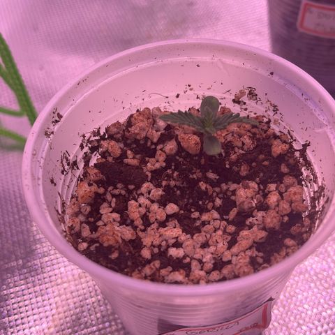 Gorilla Jack growlog photo