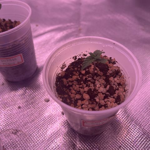 Gorilla Gold growlog photo: Bom desenvolvimento.